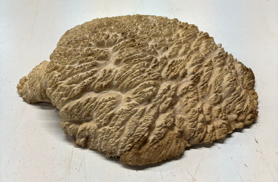Brown Mallee Burl Cookies 8" x 7" x 2"  3.1 Lbs | #5019