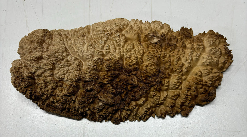 Mallee Burls marrón 20"x17"x6" 29.35 libras | #637