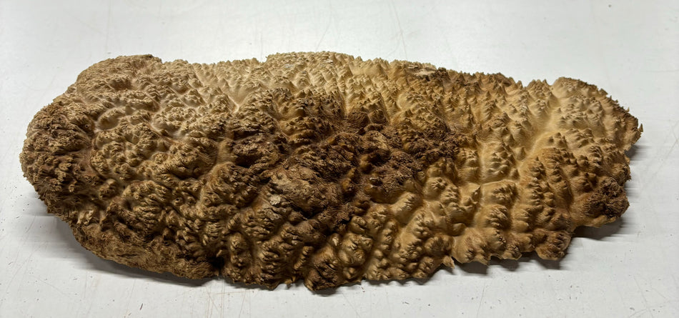 Mallee Burls marrón 20"x17"x6" 29.35 libras | #637