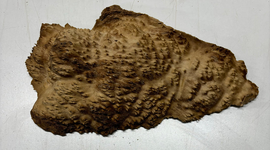 Brown Mallee Burl Cookies 10" x 6" x 2"  3 Lbs | #5021