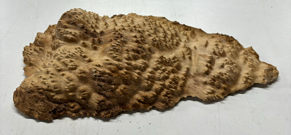 Brown Mallee Burl Cookies 10" x 6" x 2"  3 Lbs | #5021