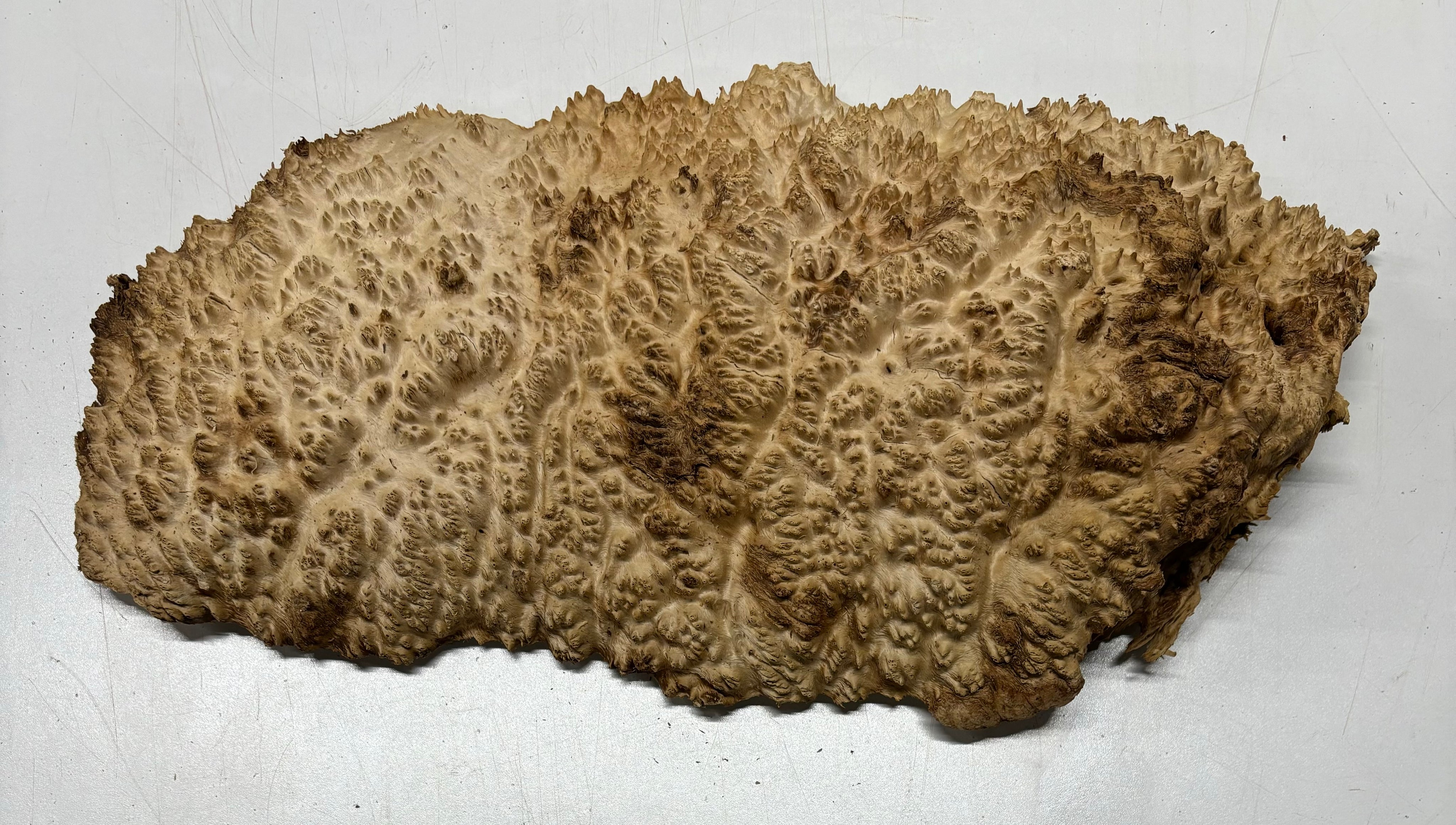 Brown Mallee Burl Cookies 16" x 8" x 2"  8.4 Lbs | #5022 Exotic Wood Zone 
