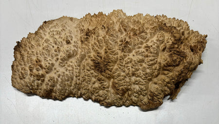 Brown Mallee Burl Cookies 16" x 8" x 2"  8.4 Lbs | #5022 Exotic Wood Zone 