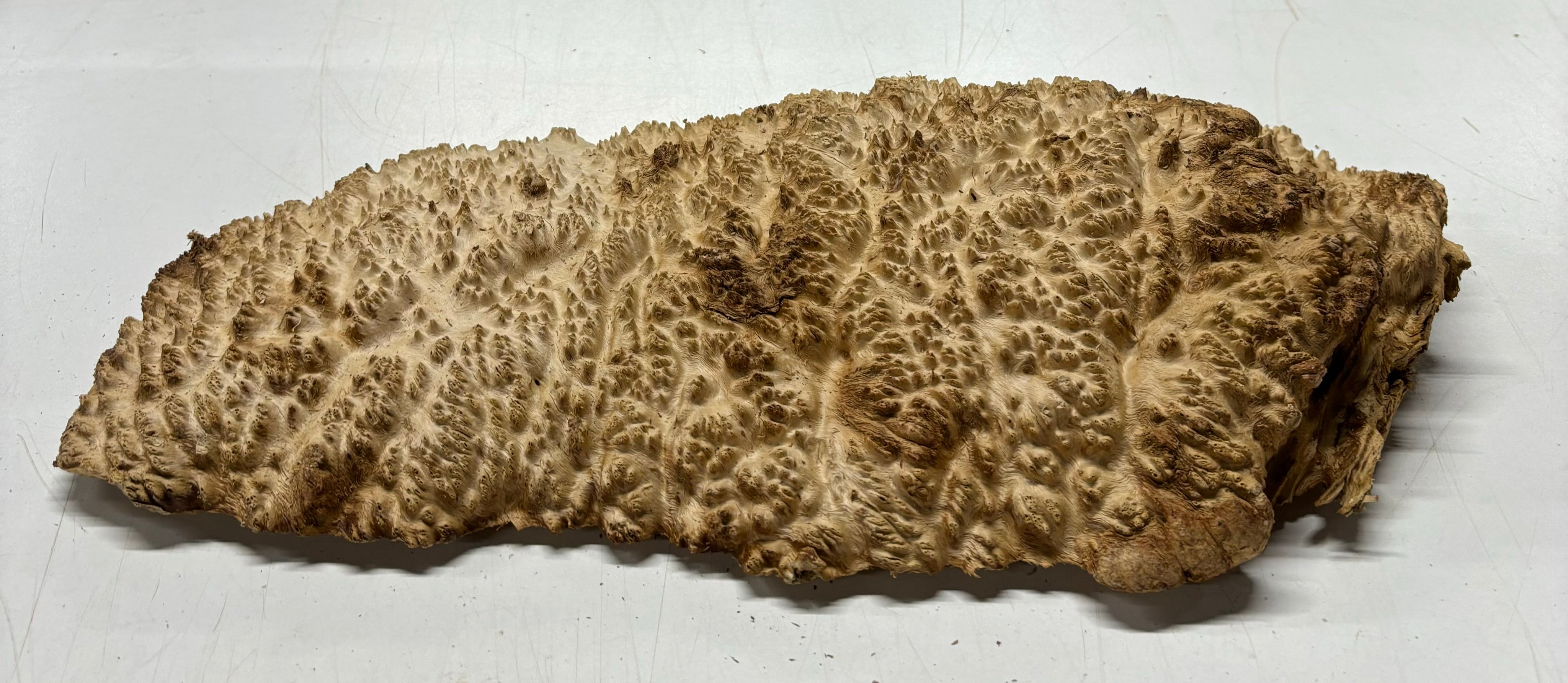 Brown Mallee Burl Cookies 16" x 8" x 2"  8.4 Lbs | #5022 Exotic Wood Zone 