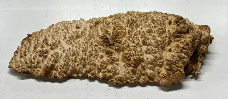Brown Mallee Burl Cookies 16" x 8" x 2"  8.4 Lbs | #5022 Exotic Wood Zone 