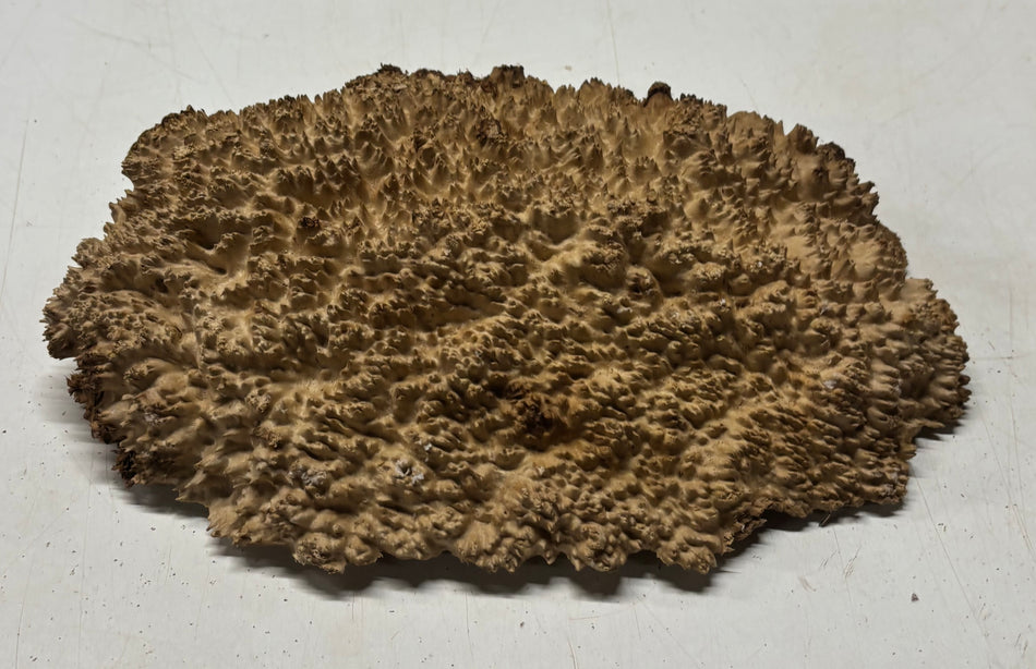 Gorra chechena de nudo 10" x 4" x 3", 2.0 lbs | #525