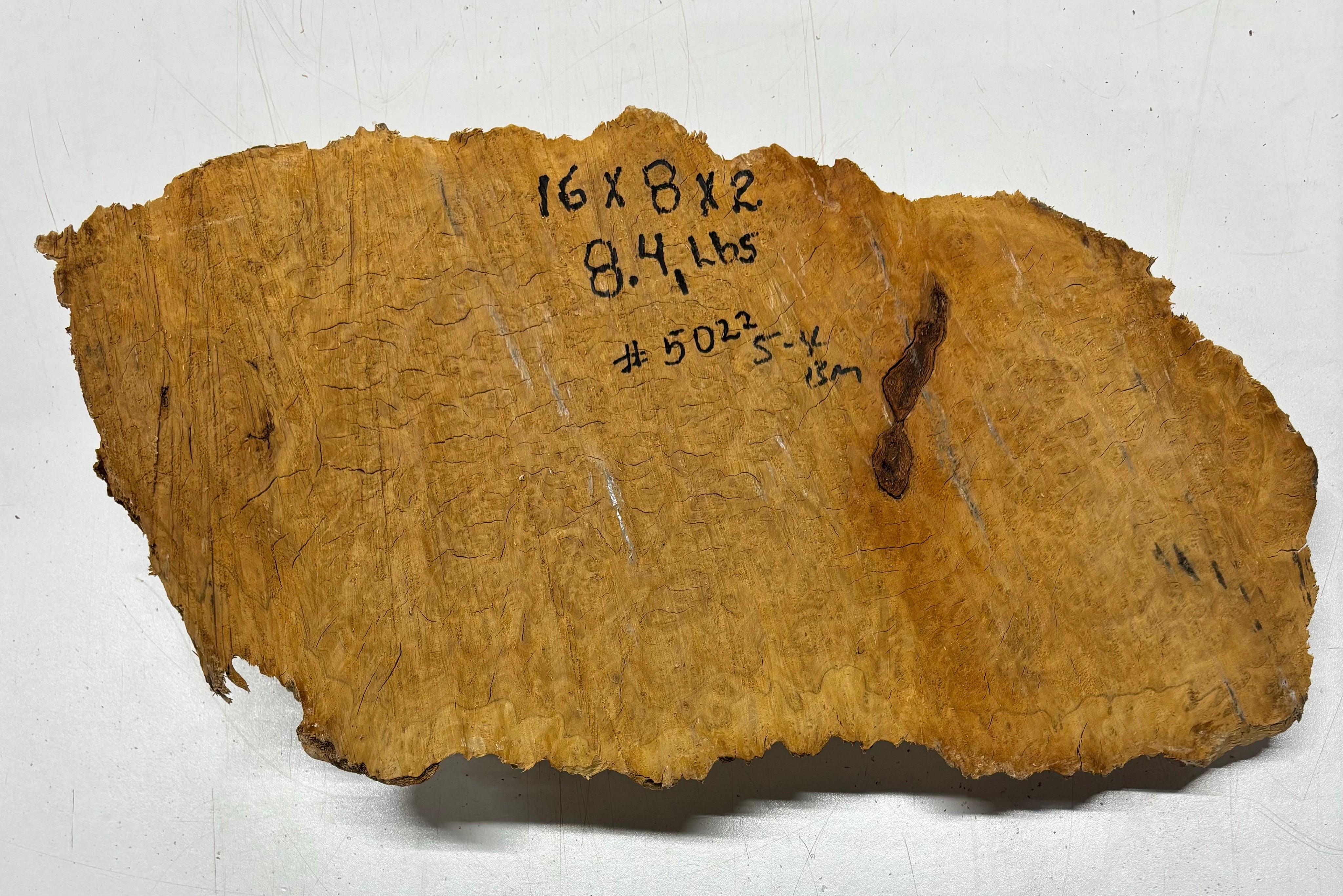 Brown Mallee Burl Cookies 16" x 8" x 2"  8.4 Lbs | #5022 Exotic Wood Zone 