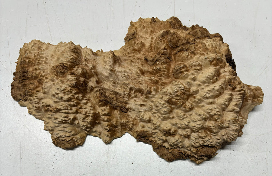 Brown Mallee Burl Cookies 13" x 7" x 2"  4.2 Lbs | #5023