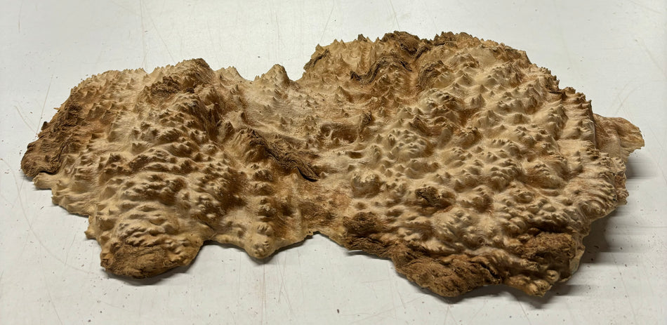 Brown Mallee Burl Cookies 13" x 7" x 2"  4.2 Lbs | #5023