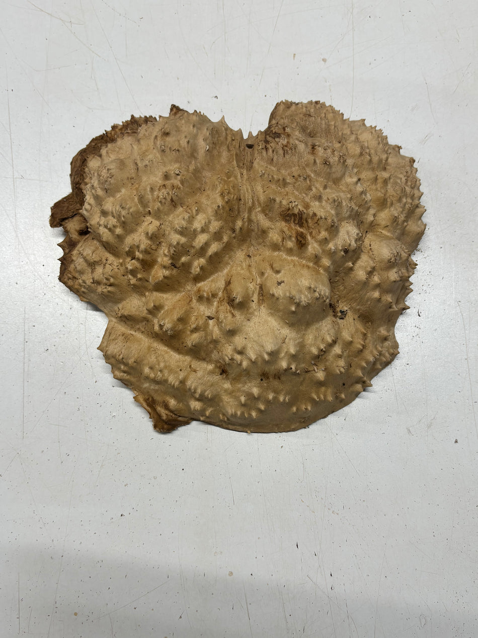 Galletas Red Mallee Burl 14" x 12" x 1-1/2" | 5.10 libras - #900