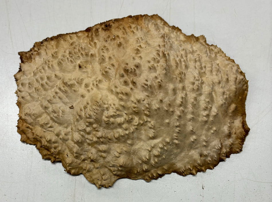 Brown Mallee Burl Cookies 10" x 7" x 2"  4 Lbs | #5024
