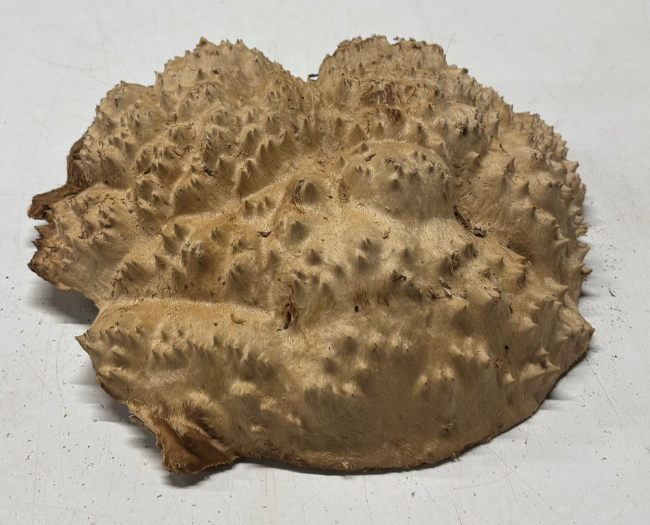 Galletas Red Mallee Burl 14" x 12" x 1-1/2" | 5.10 libras - #900