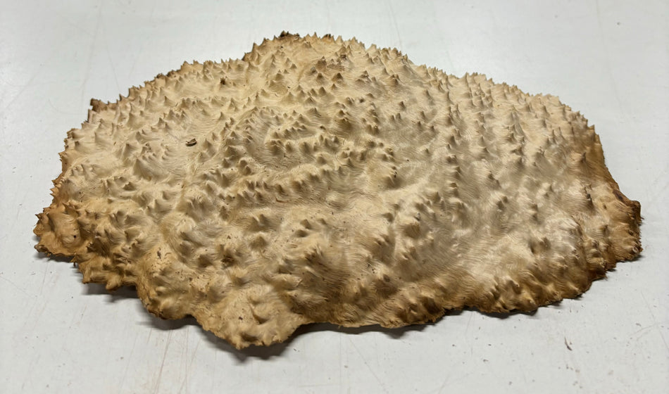Brown Mallee Burl Cookies 10" x 7" x 2"  4 Lbs | #5024