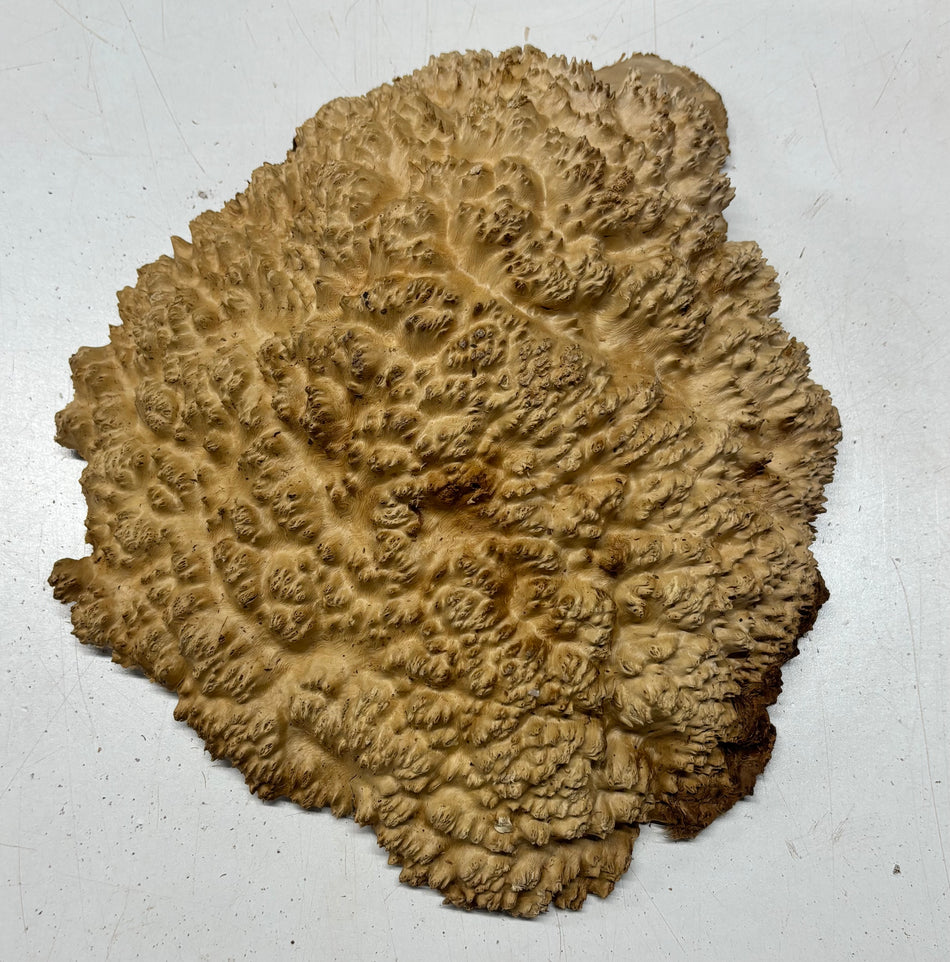Gorra marrón Mallee Burl #327, 13 x 9 x 3 pulgadas, 8,80 libras