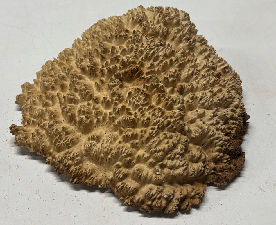 Gorra marrón Mallee Burl #327, 13 x 9 x 3 pulgadas, 8,80 libras