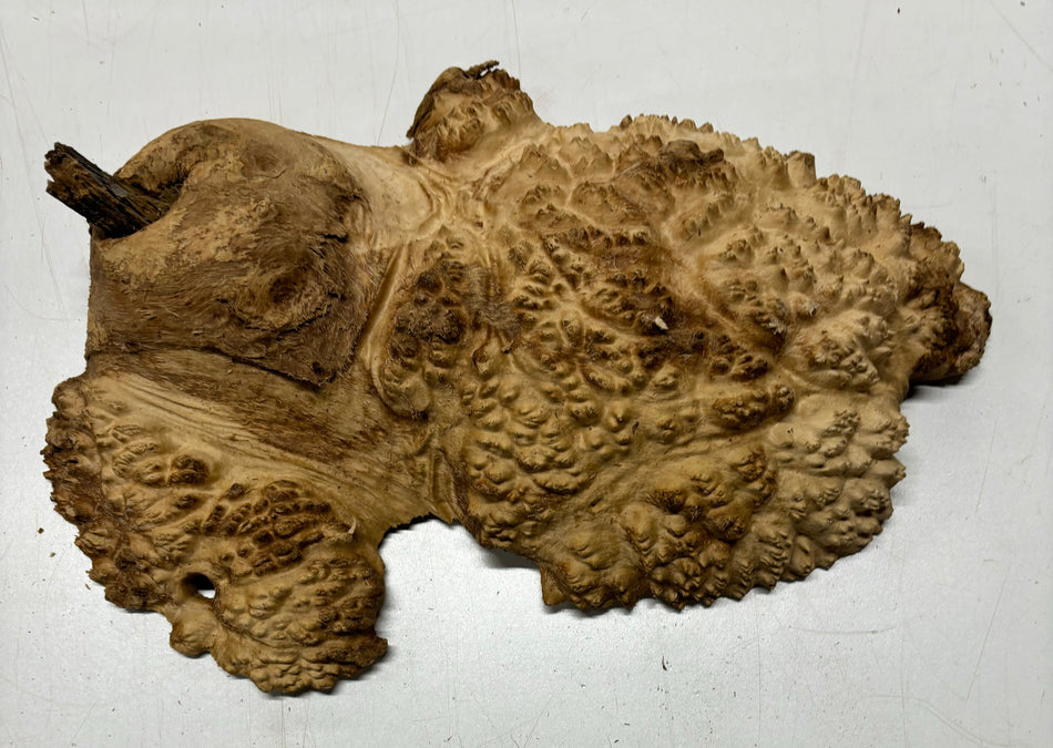 Brown Mallee Burl Cookies 13" x 7" x 2-1/2"  6 Lbs | #5025