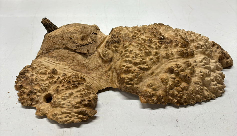 Brown Mallee Burl Cookies 13" x 7" x 2-1/2"  6 Lbs | #5025