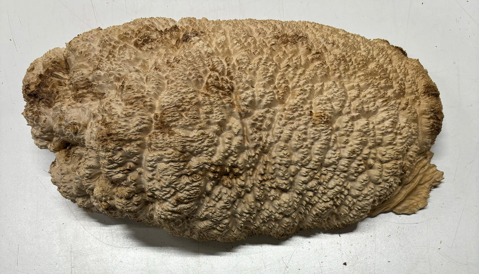 Brown Mallee Burl Cookies 17" x 9" x 5"  21.3 Lbs | #5026