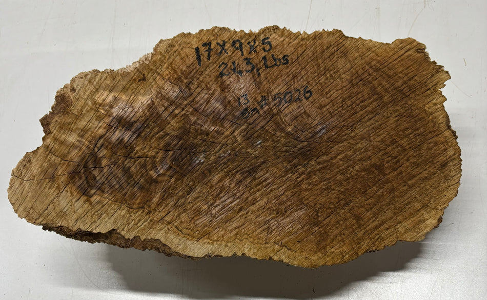 Brown Mallee Burl Cookies 17" x 9" x 5"  21.3 Lbs | #5026