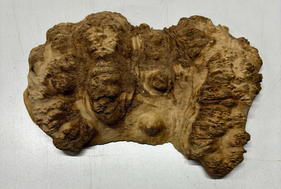 Brown Mallee Burl Cookies 11" x 6" x 2"  4 Lbs | #5027