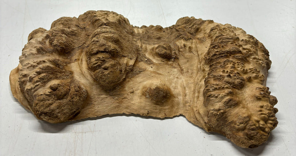 Brown Mallee Burl Cookies 11" x 6" x 2"  4 Lbs | #5027