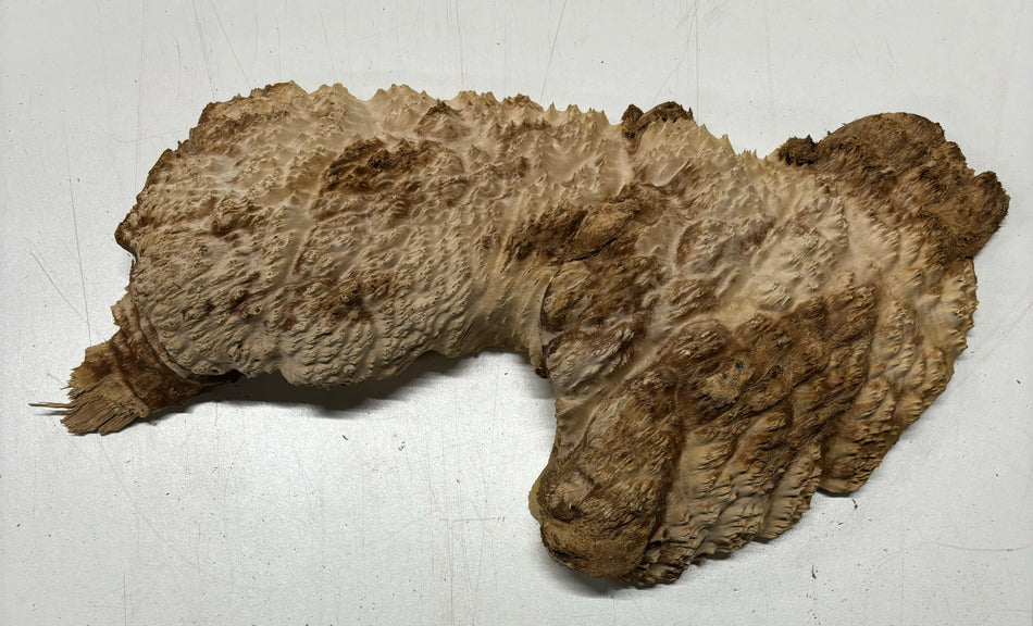 Brown Mallee Burl Cookies 13" x 5" x 2"  4.2 Lbs | #5028