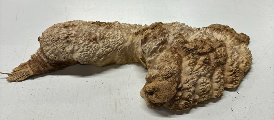 Brown Mallee Burl Cookies 13" x 5" x 2"  4.2 Lbs | #5028