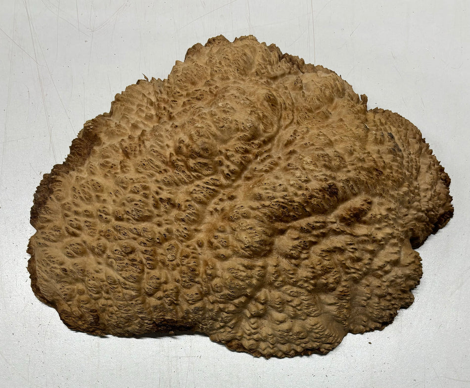 Brown Mallee Burl Cookies 11" x 9" x 2-1/2"  6.4 Lbs | #5030 Exotic Wood Zone 