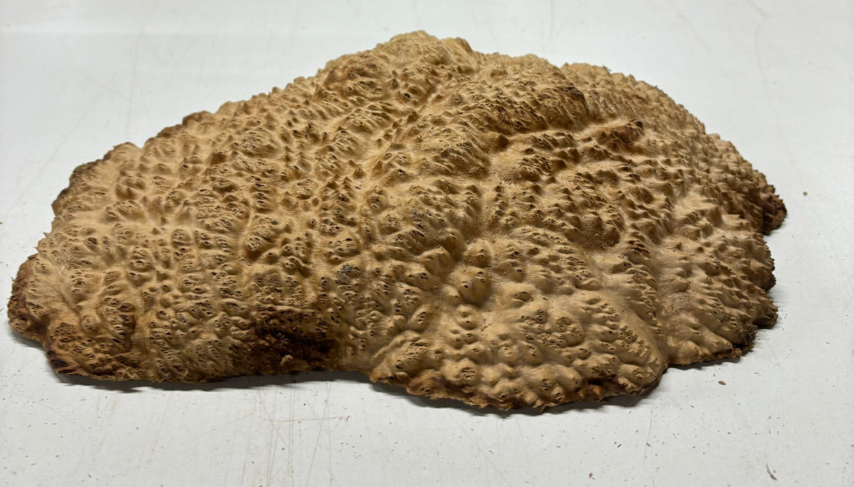 Brown Mallee Burl Cookies 11" x 9" x 2-1/2"  6.4 Lbs | #5030 Exotic Wood Zone 