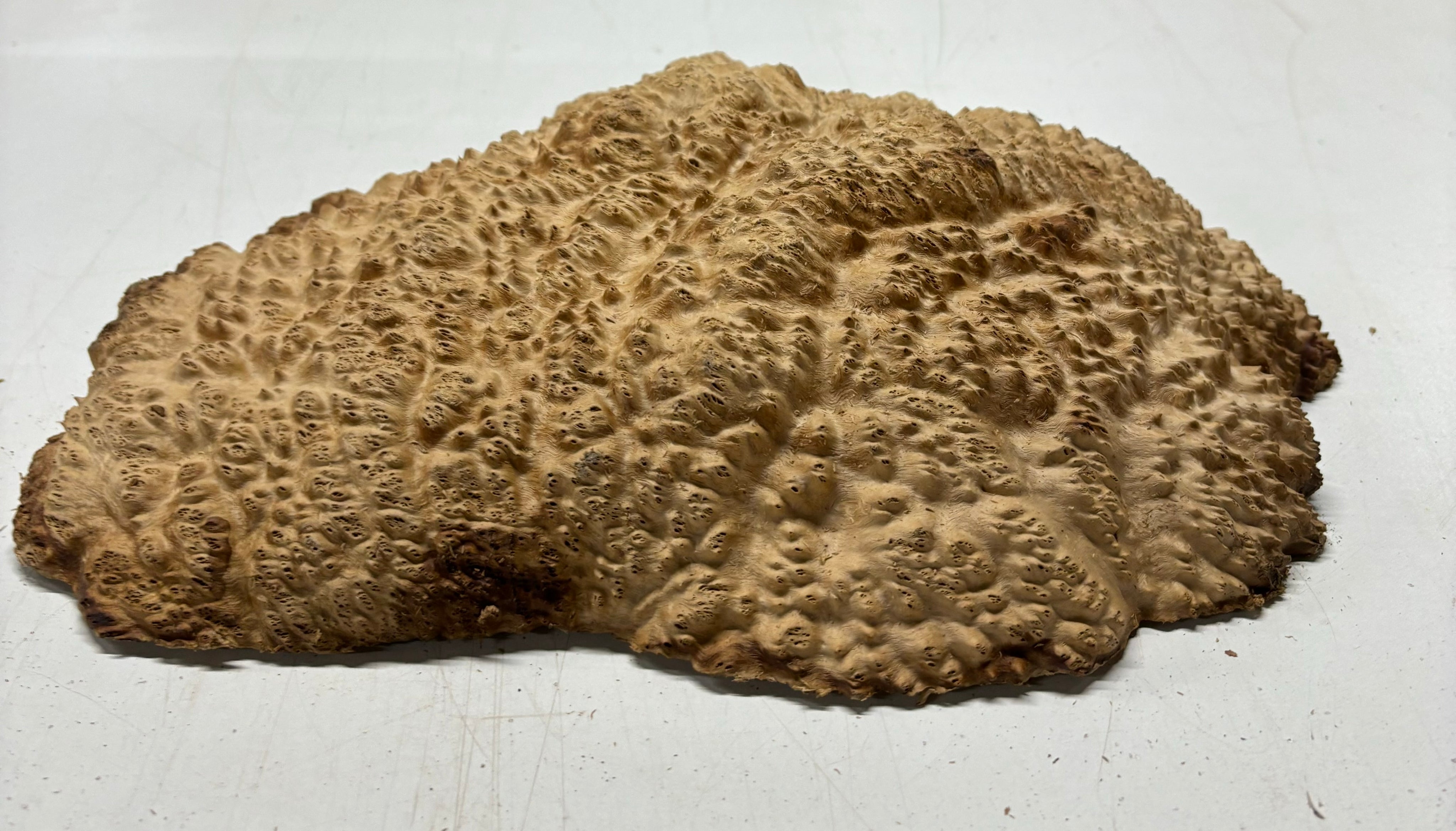 Brown Mallee Burl Cookies 11" x 9" x 2-1/2"  6.4 Lbs | #5030 Exotic Wood Zone 