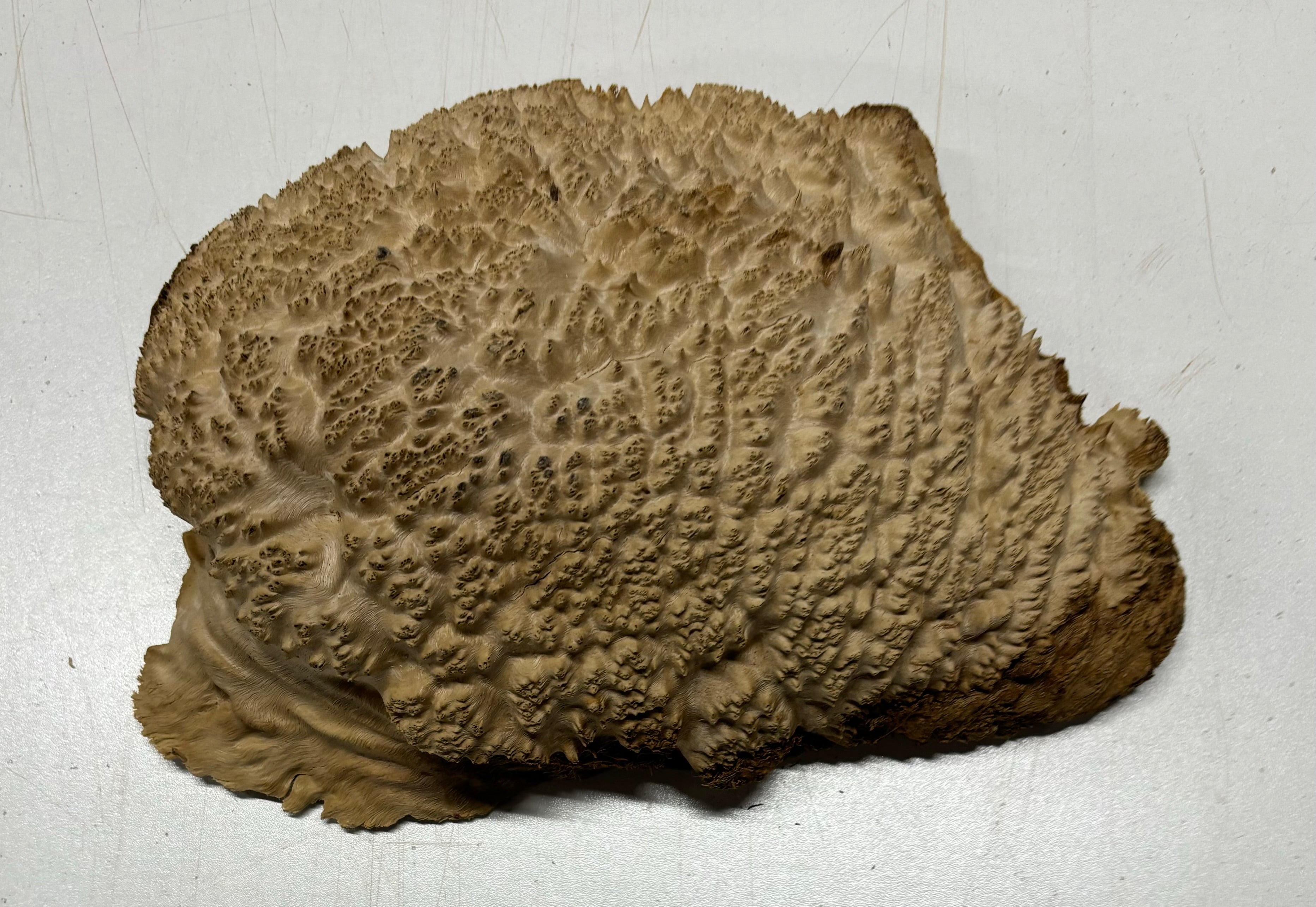 Brown Mallee Burl Cookies 11" x 6" x 2-1/2"  3 Lbs | #5031 Exotic Wood Zone 