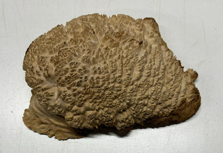 Brown Mallee Burl Cookies 11" x 6" x 2-1/2"  3 Lbs | #5031 Exotic Wood Zone 