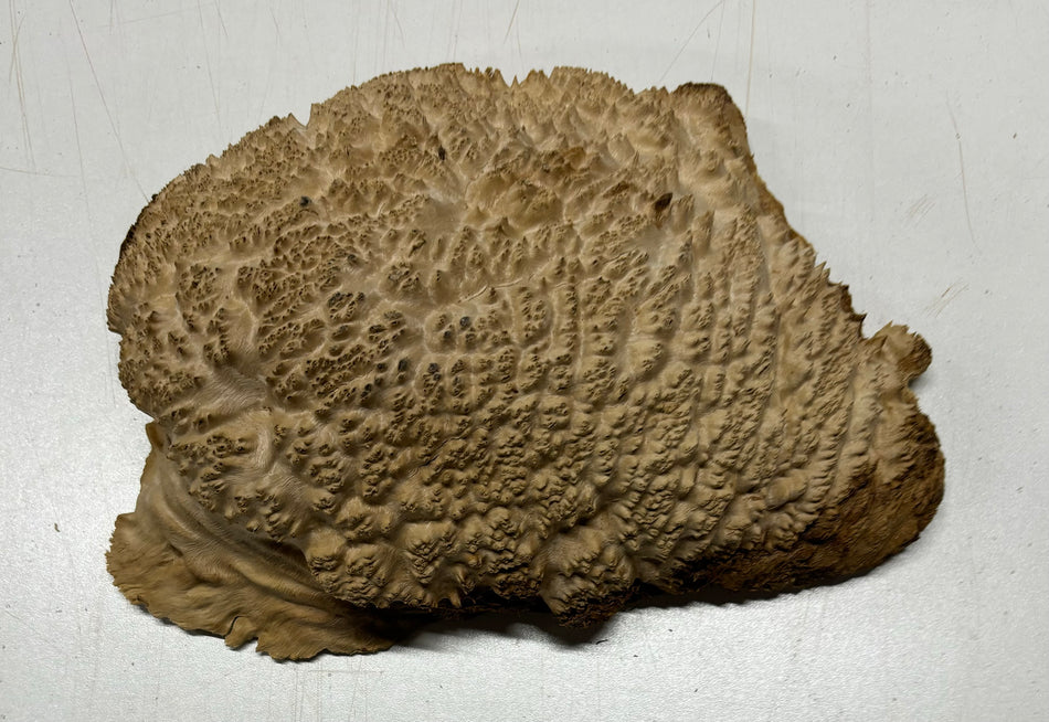 Brown Mallee Burl Cookies 11" x 6" x 2-1/2"  3 Lbs | #5031 Exotic Wood Zone 