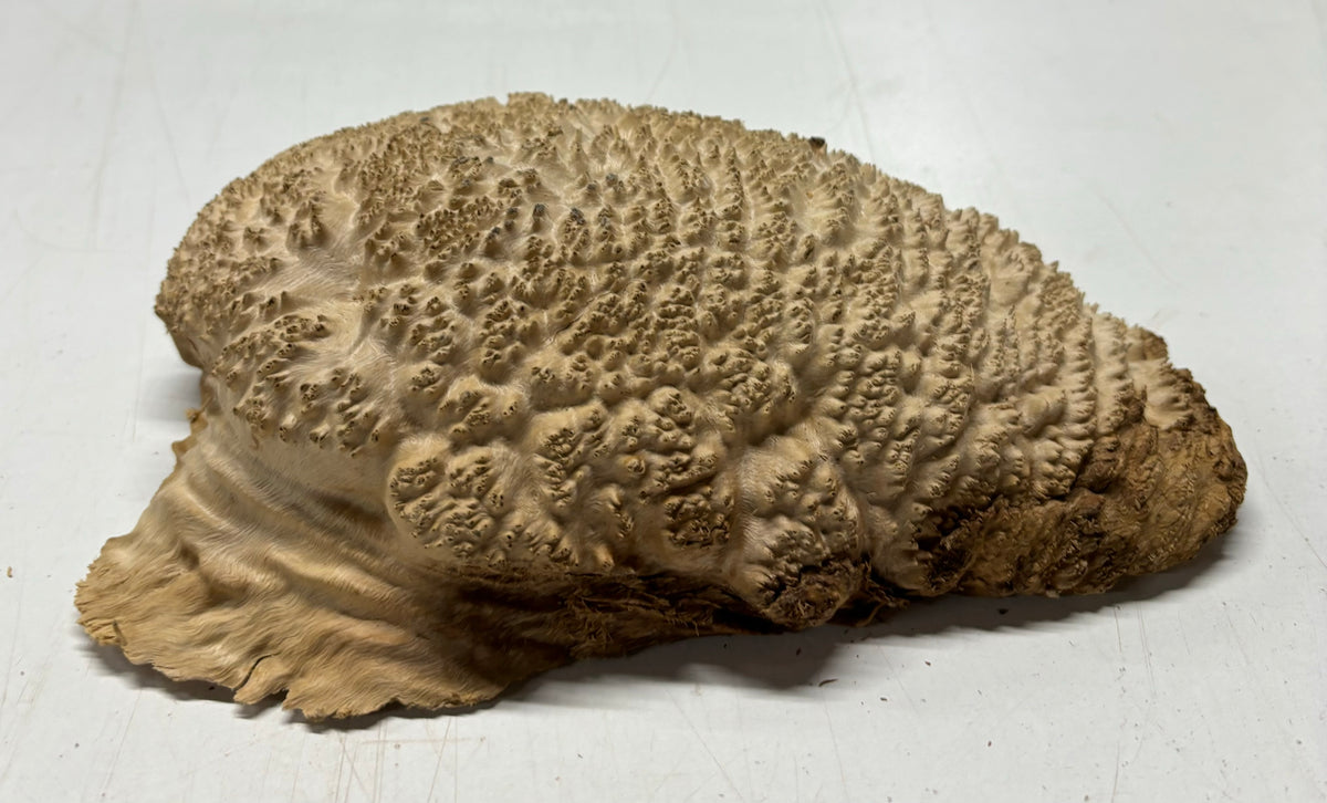 Brown Mallee Burl Cookies 11" x 6" x 2-1/2"  3 Lbs | #5031 Exotic Wood Zone 