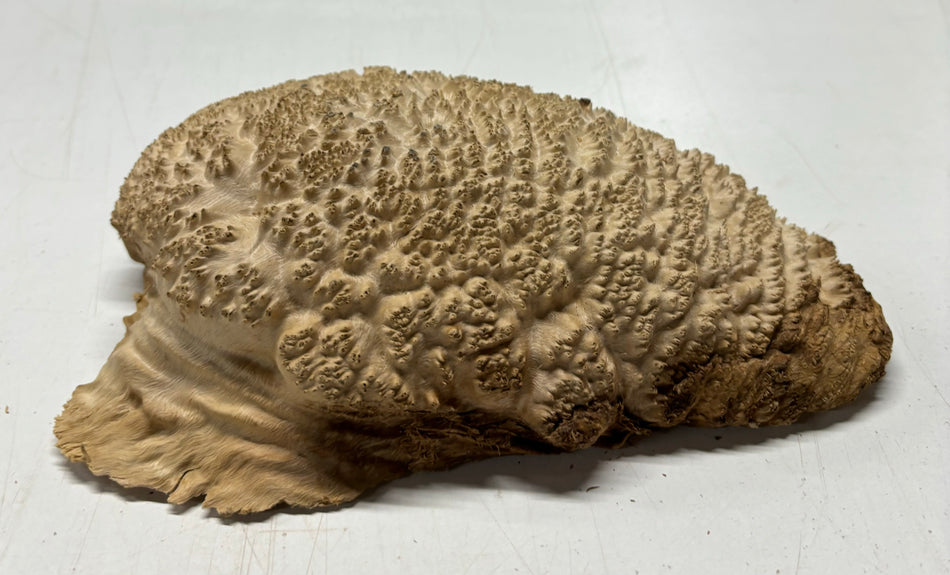 Brown Mallee Burl Cookies 11" x 6" x 2-1/2"  3 Lbs | #5031 Exotic Wood Zone 