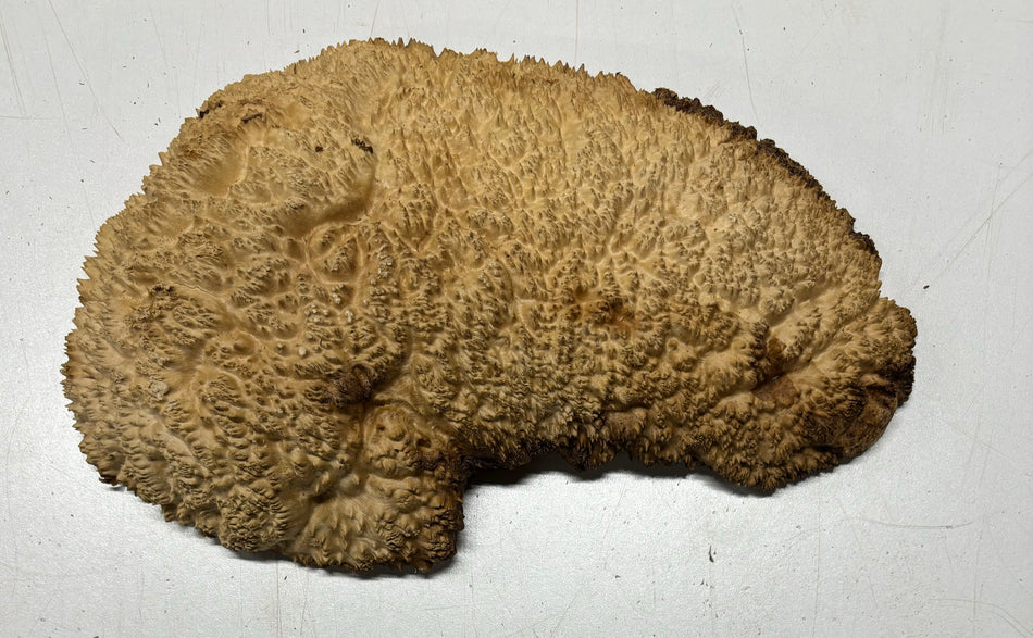 Brown Mallee Burl Cookies 10" x 6" x 2"  3.4 Lbs | #5032