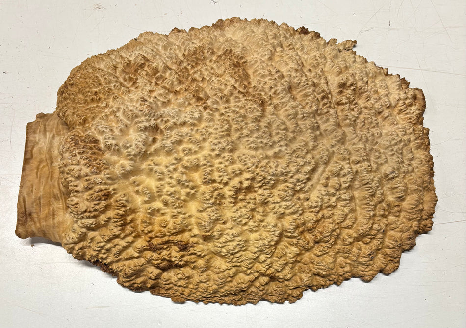 Brown Mallee Burl Cap 19" x 14" x 3" 13.6 Lbs #8002