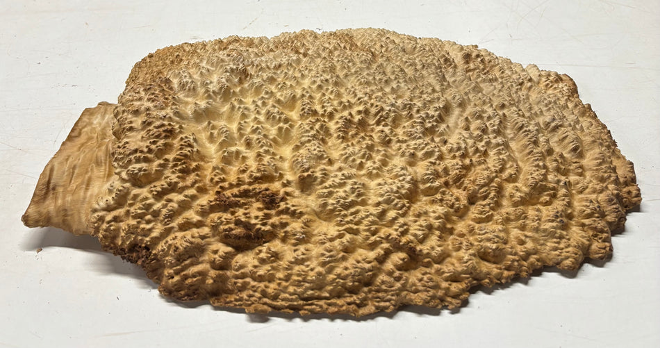 Brown Mallee Burl Cap 19" x 14" x 3" 13.6 Lbs #8002