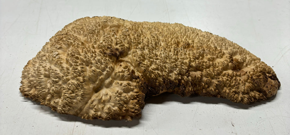 Brown Mallee Burl Cookies 10" x 6" x 2"  3.4 Lbs | #5032