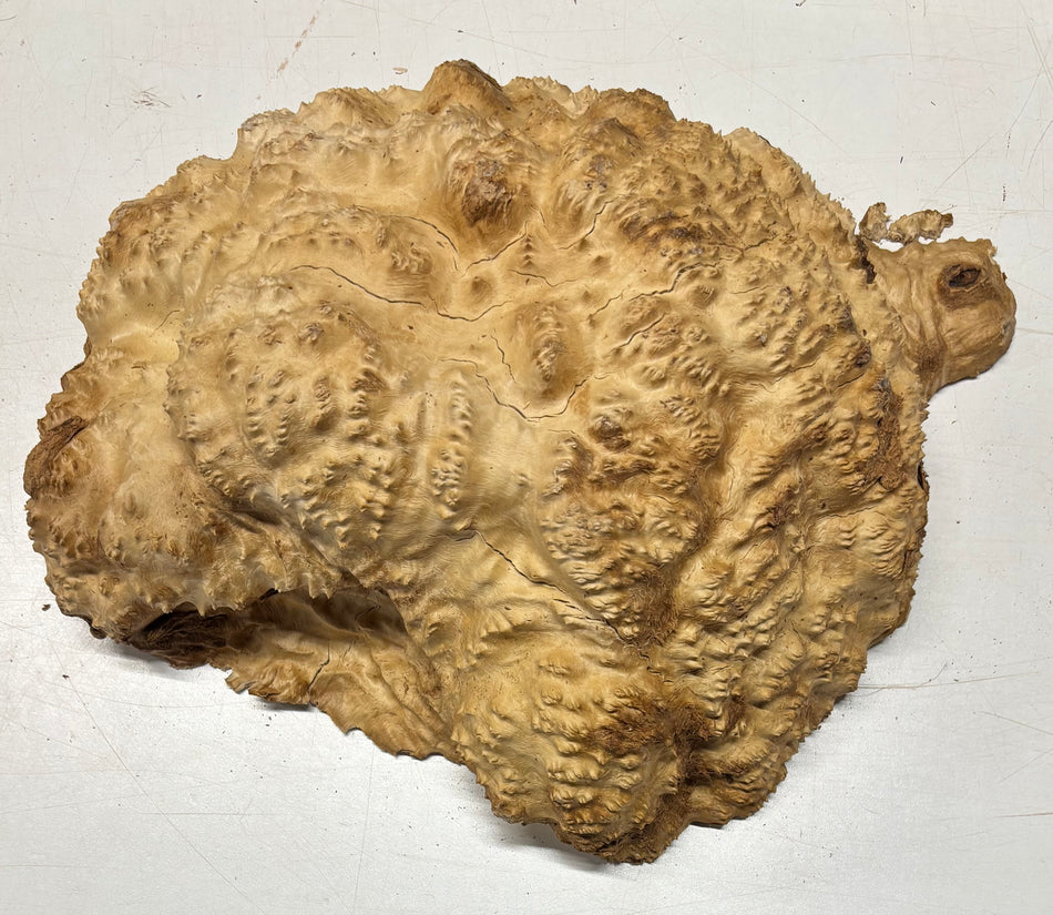 Brown Mallee Burl Cap 13" x 11.5" x 4" 14.2 Lbs #8003