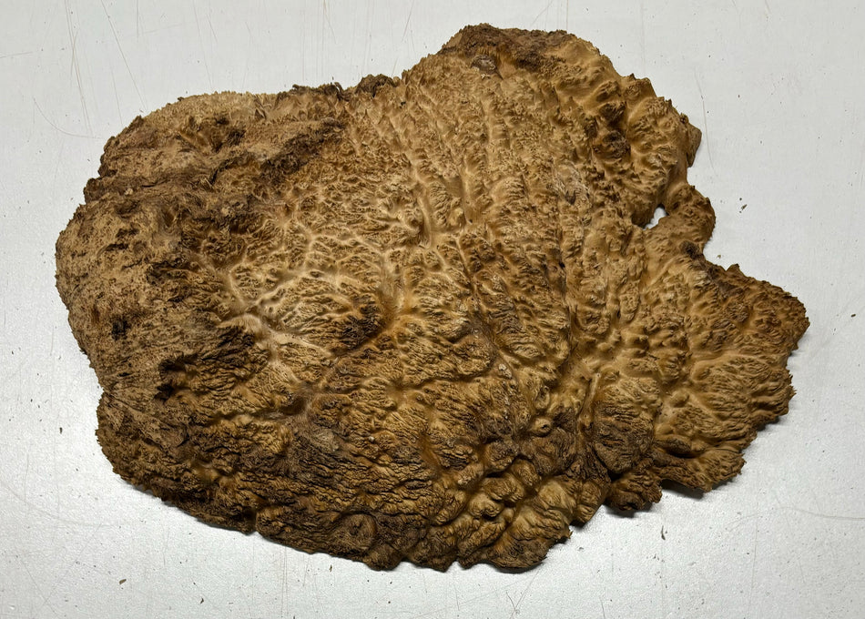 Brown Mallee Burl Cookies 10" x 8" x 2-1/2"  4.1 Lbs | #5033