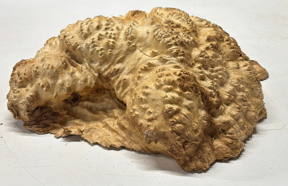 Brown Mallee Burl Cap 13" x 11.5" x 4" 14.2 Lbs #8003