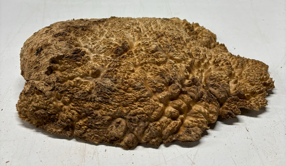 Brown Mallee Burl Cookies 10" x 8" x 2-1/2"  4.1 Lbs | #5033