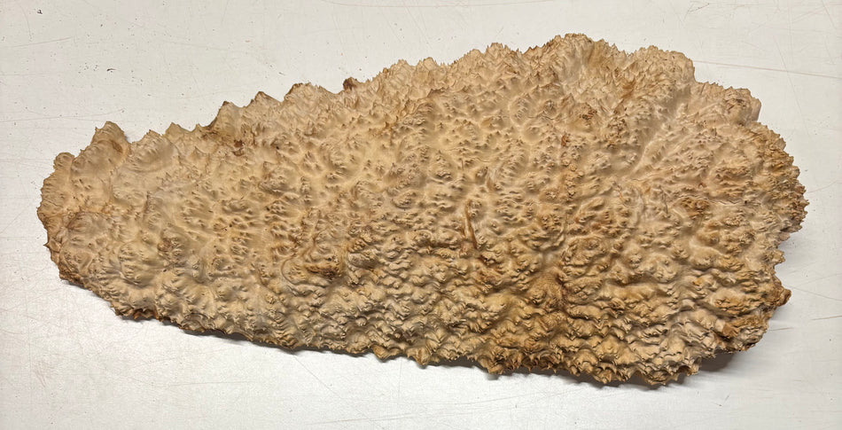 Brown Mallee Burl Cap 21" x 9" x 3" 12.8 Lbs #8004