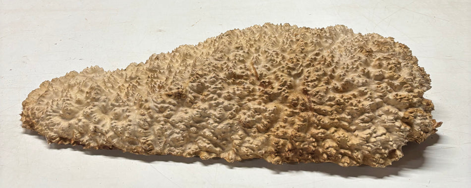 Brown Mallee Burl Cap 21" x 9" x 3" 12.8 Lbs #8004