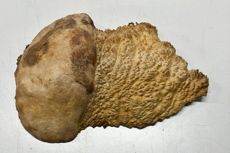 Brown Mallee Burl Cookies 12" x 8" x 3"  10 Lbs | #5034