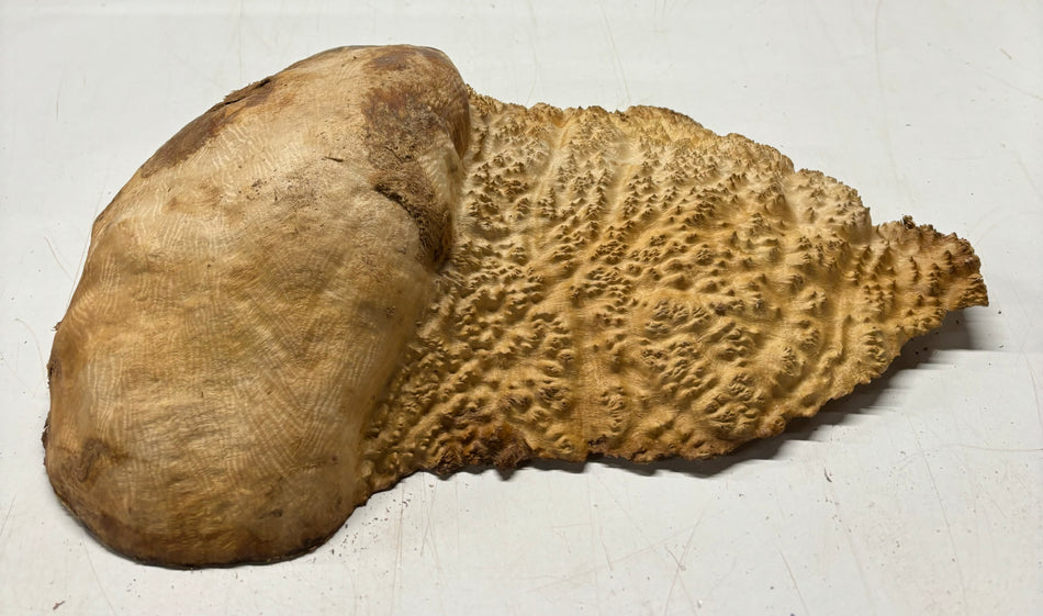 Brown Mallee Burl Cookies 12" x 8" x 3"  10 Lbs | #5034