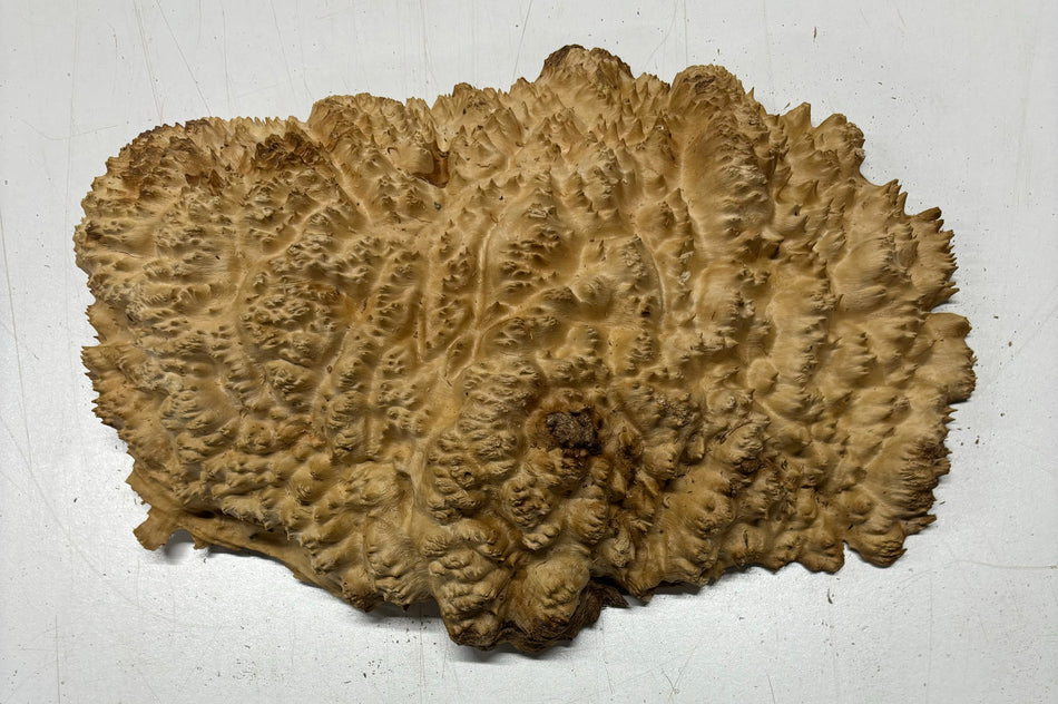 Brown Mallee Burl Cookies 12" x 8" x 3"  6 Lbs | #5035