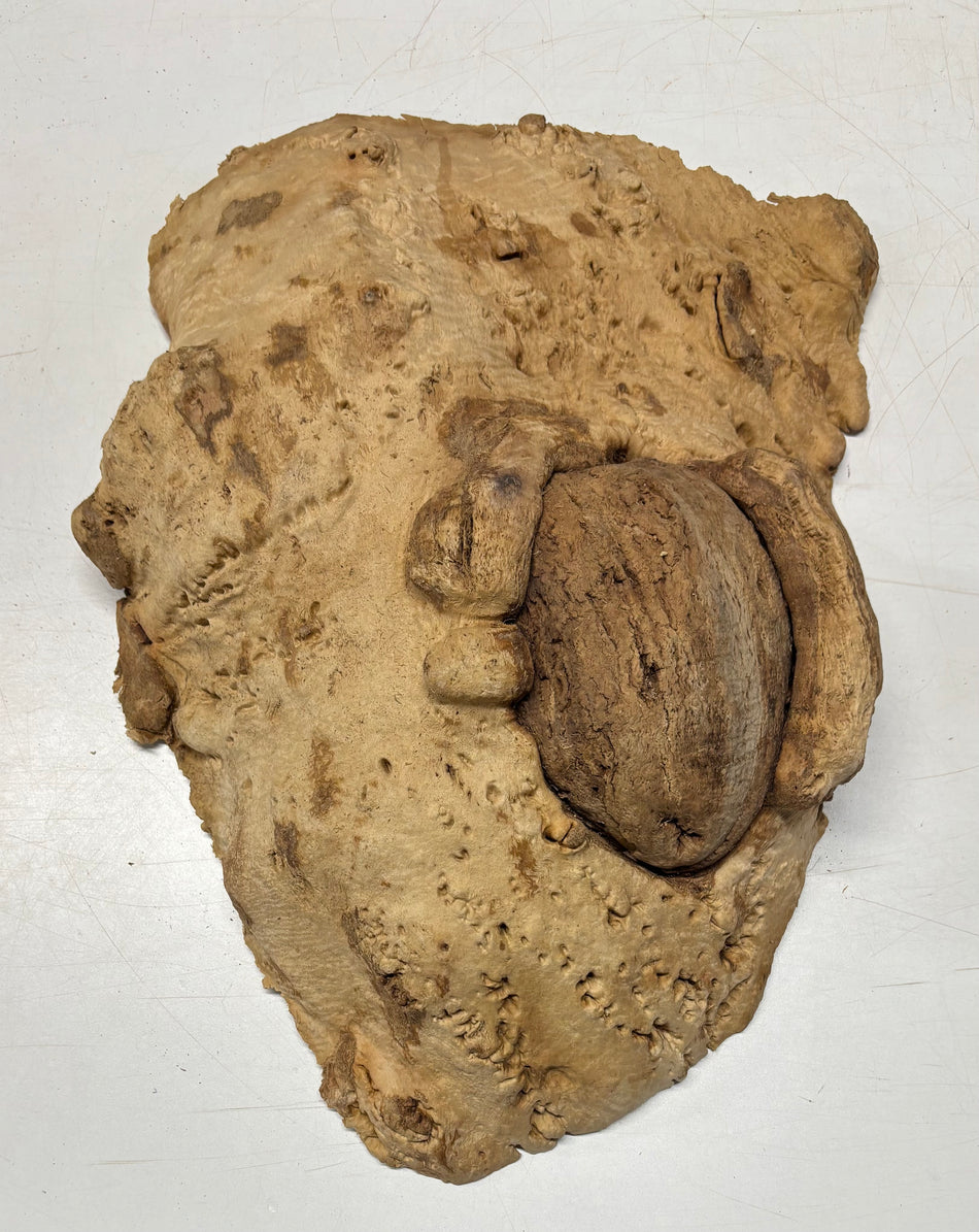 Brown Mallee Burl Cap 20.5" x 13.5" x 3.5" 21.3 Lbs #8006