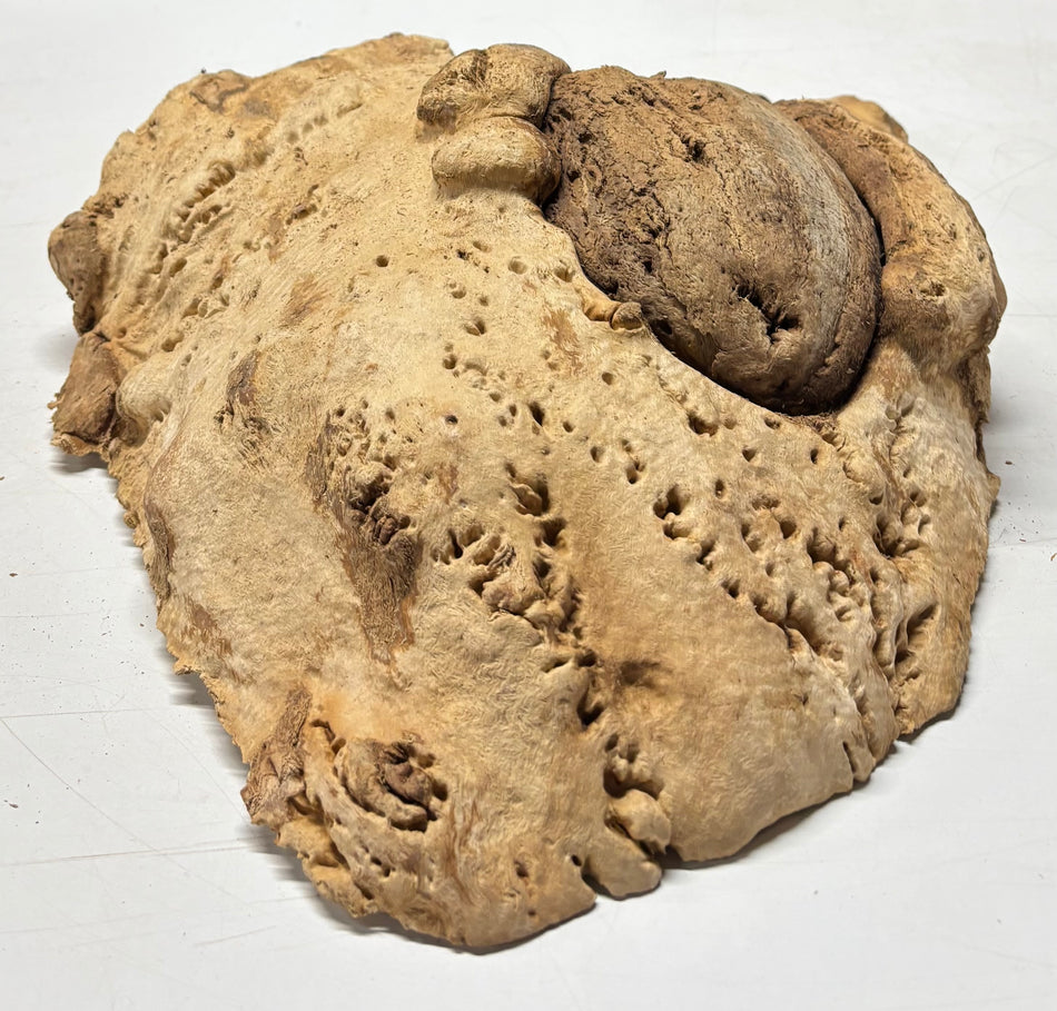 Brown Mallee Burl Cap 20.5" x 13.5" x 3.5" 21.3 Lbs #8006